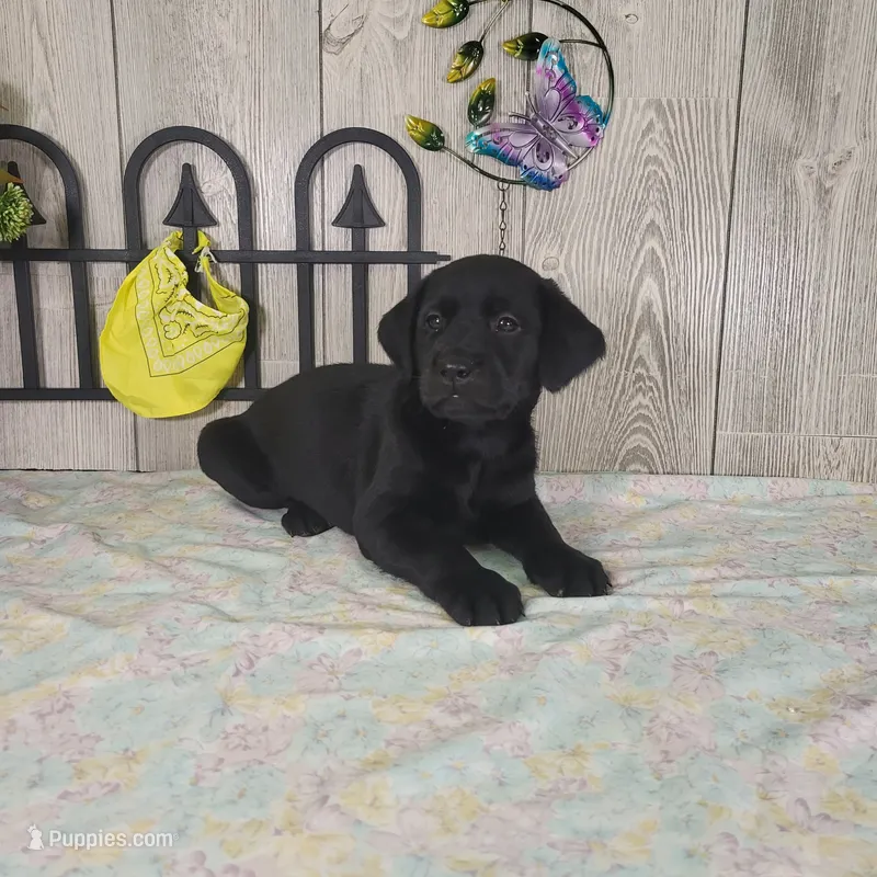 Archie – Labrador Retriever puppy for sale in Hillsboro, WI