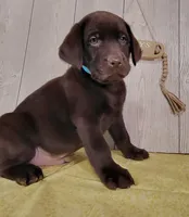 Maverick, a male Labrador Retriever for sale in Hillsboro, WI – Photo 4 of 5