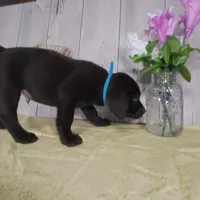 Maverick, a male Labrador Retriever for sale in Hillsboro, WI – Photo 2 of 5