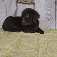 Maverick, a male Labrador Retriever for sale in Hillsboro, WI – Photo 3 of 5