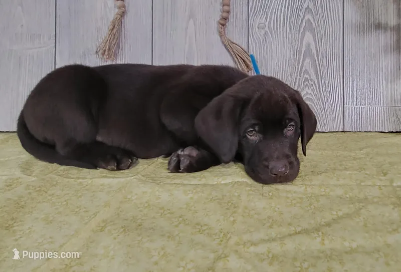 Maverick – Labrador Retriever puppy for sale in Hillsboro, WI