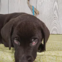 Maverick, a male Labrador Retriever for sale in Hillsboro, WI – Photo 5 of 5