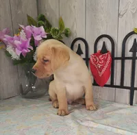 Raymond, a male Labrador Retriever for sale in Hillsboro, WI – 3 of 6