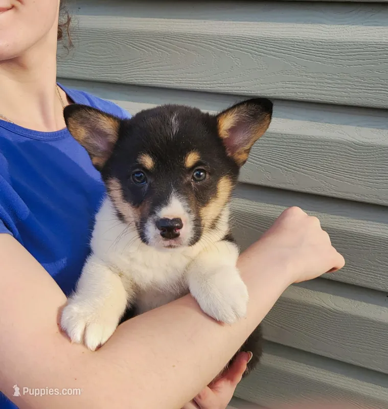 Oliver – Pembroke Welsh Corgi puppy for sale in Hillsboro, WI