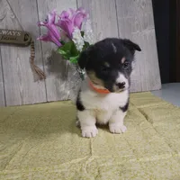 Oliver, a male Pembroke Welsh Corgi for sale in Hillsboro, WI – Photo 4 of 4