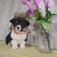 Oliver, a male Pembroke Welsh Corgi for sale in Hillsboro, WI – Photo 2 of 4