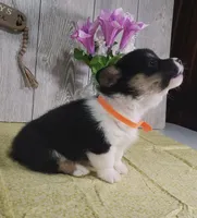 Oliver, a male Pembroke Welsh Corgi for sale in Hillsboro, WI – Photo 3 of 4