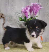 Oliver, a male Pembroke Welsh Corgi for sale in Hillsboro, WI – Photo 1 of 4