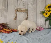 Alabaster, a female Labrador Retriever for sale in Hillsboro, WI – 5 of 6