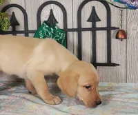 Gary, a male Labrador Retriever for sale in Hillsboro, WI – 5 of 5