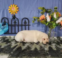 Blossom , a female Labrador Retriever for sale in Hillsboro, WI – Photo 5 of 5