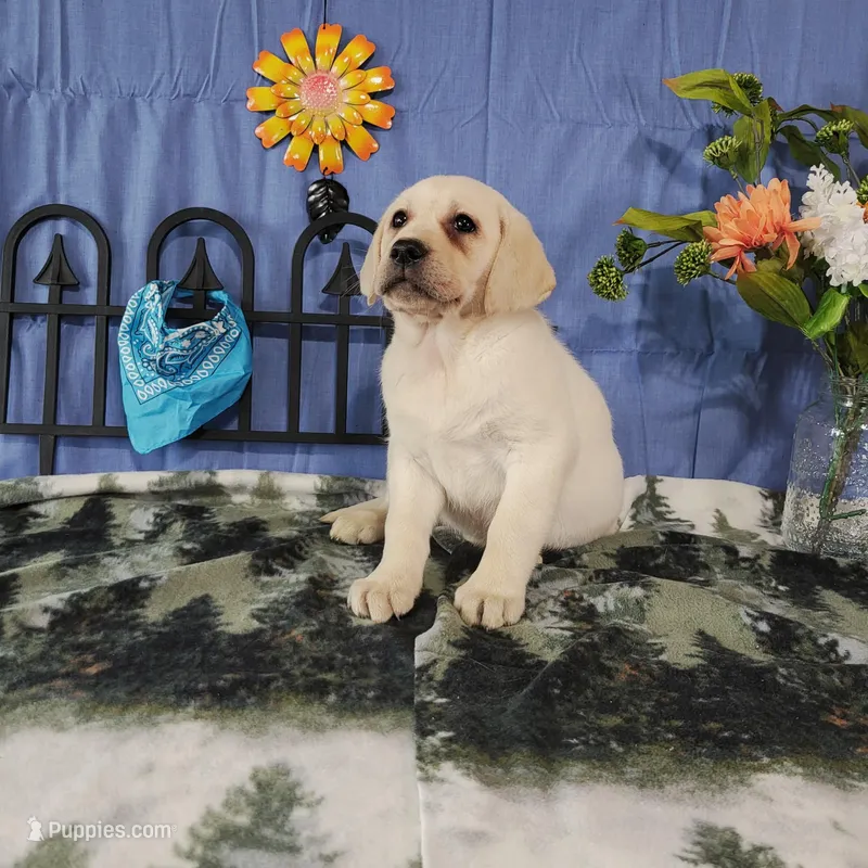 Blossom , a female Labrador Retriever for sale in Hillsboro, WI – Photo 1 of 5