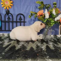 Blossom , a female Labrador Retriever for sale in Hillsboro, WI – Photo 2 of 5