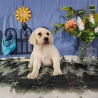 Blossom , a female Labrador Retriever for sale in Hillsboro, WI – Photo 3 of 5