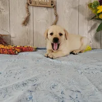 Butter, a female Labrador Retriever for sale in Hillsboro, WI – 4 of 7