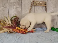 Cane, a male Labrador Retriever for sale in Hillsboro, WI – 7 of 7