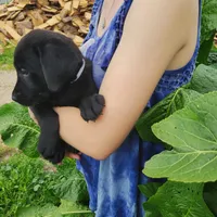 David, a male Labrador Retriever for sale in Hillsboro, WI – 1 of 5