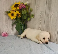 Alabaster, a female Labrador Retriever for sale in Hillsboro, WI – 2 of 6