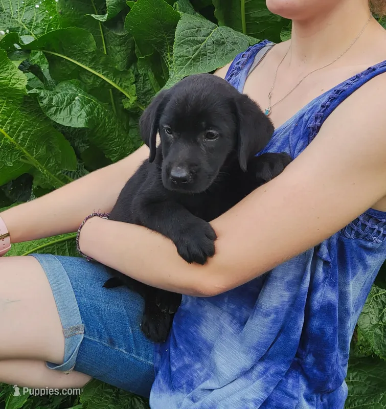 Dahlia – Labrador Retriever puppy for sale in Hillsboro, WI