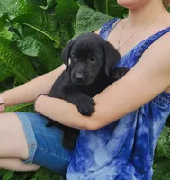 Dahlia, a female Labrador Retriever for sale in Hillsboro, WI – 1 of 6