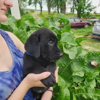 Carter, a male Labrador Retriever for sale in Hillsboro, WI – 5 of 6