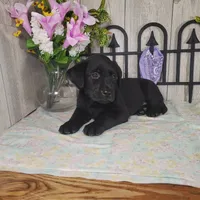 Teddy, a male Labrador Retriever for sale in Hillsboro, WI – 3 of 5