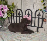 Peony, a female Labrador Retriever for sale in Hillsboro, WI – 5 of 5