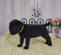 Candy Apple, a female Labrador Retriever for sale in Hillsboro, WI – 5 of 6