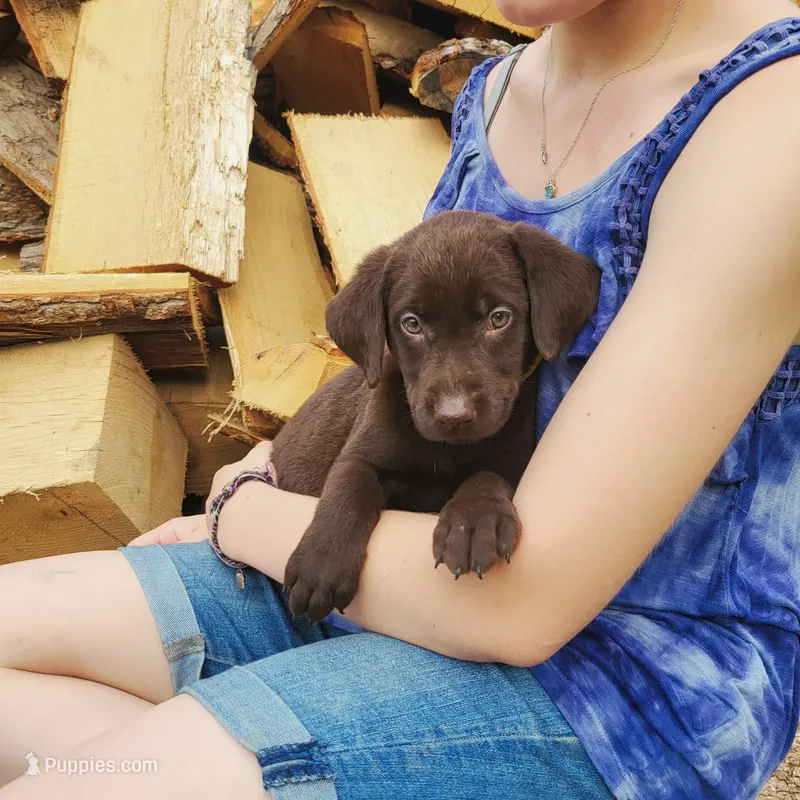 Marigold – Labrador Retriever puppy for sale in Hillsboro, WI