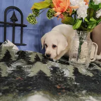 Lotus, a male Labrador Retriever for sale in Hillsboro, WI – Photo 2 of 5