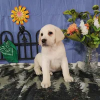 Lotus, a male Labrador Retriever for sale in Hillsboro, WI – Photo 5 of 5