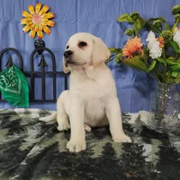 Lotus, a male Labrador Retriever for sale in Hillsboro, WI – Photo 3 of 5