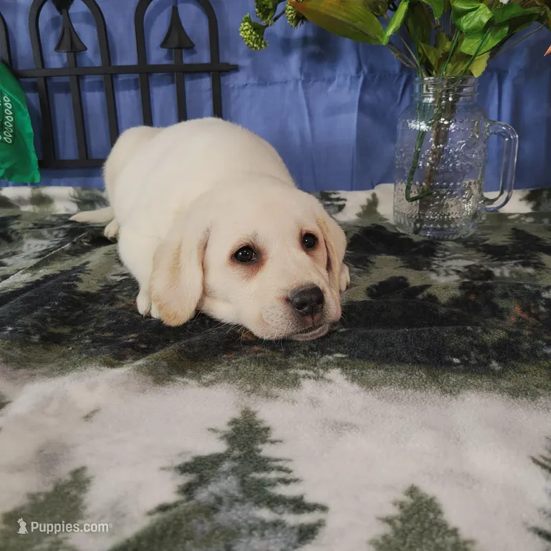 Lotus, a male Labrador Retriever for sale in Hillsboro, WI – Photo 1 of 5