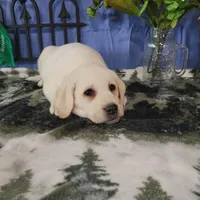 Lotus, a male Labrador Retriever for sale in Hillsboro, WI – Photo 1 of 5