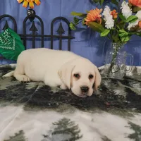 Lotus, a male Labrador Retriever for sale in Hillsboro, WI – Photo 4 of 5