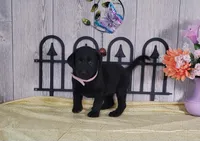 Winona, a female Labrador Retriever for sale in Hillsboro, WI – 4 of 5