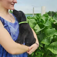 Miles, a male Labrador Retriever for sale in Hillsboro, WI – 6 of 6