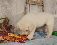 Cane, a male Labrador Retriever for sale in Hillsboro, WI – 5 of 7