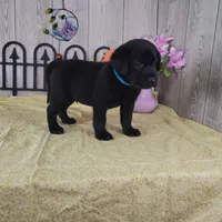Dillion, a male Labrador Retriever for sale in Hillsboro, WI – 4 of 5