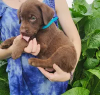 Cooper, a male Labrador Retriever for sale in Hillsboro, WI – 4 of 6