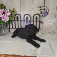 Teddy, a male Labrador Retriever for sale in Hillsboro, WI – 5 of 5