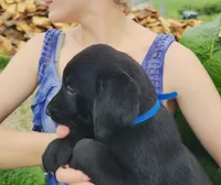 Carter, a male Labrador Retriever for sale in Hillsboro, WI – 4 of 6