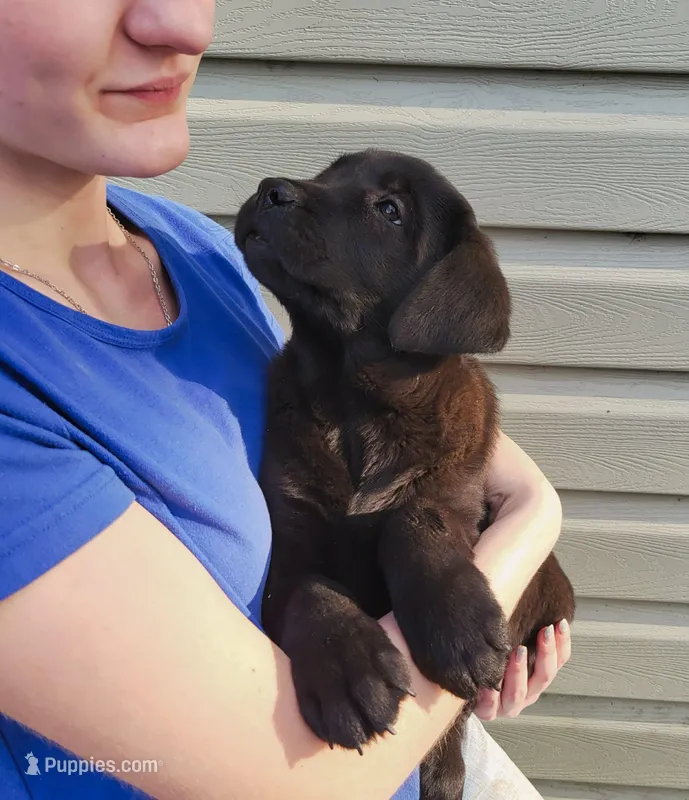 Hendrick – Labrador Retriever puppy for sale in Hillsboro, WI