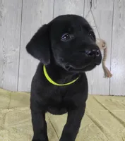 Hudson, a male Labrador Retriever for sale in Hillsboro, WI – Photo 2 of 5
