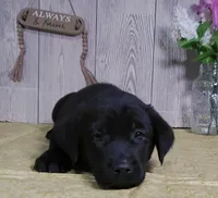 Hendrick, a male Labrador Retriever for sale in Hillsboro, WI – Photo 2 of 3