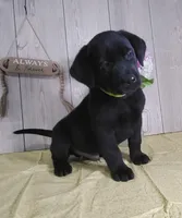 Hudson, a male Labrador Retriever for sale in Hillsboro, WI – Photo 5 of 5