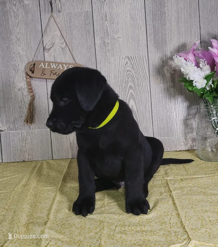Hudson – Labrador Retriever puppy for sale in Hillsboro, WI