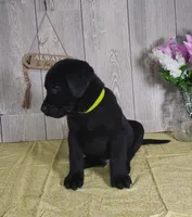 Hudson, a male Labrador Retriever for sale in Hillsboro, WI – Photo 1 of 5