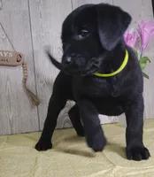 Hudson, a male Labrador Retriever for sale in Hillsboro, WI – Photo 4 of 5