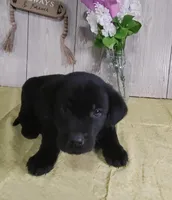 Hendrick, a male Labrador Retriever for sale in Hillsboro, WI – Photo 3 of 3